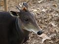 Duiker headshot-5